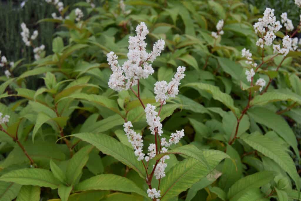 Persicaria polymorpha ---